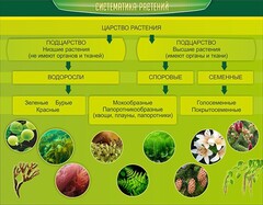 Стенд "Систематика растений" - fgospostavki.ru - Тула
