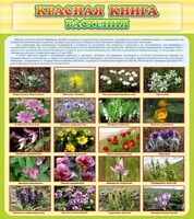 Стенд "Красная книга - растения" - fgospostavki.ru - Тула