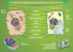 Стенд "Строение животной и растительной клеток" - fgospostavki.ru - Тула