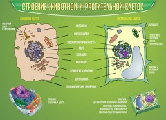  Биология - fgospostavki.ru - Тула