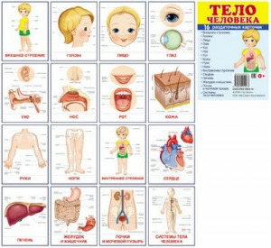 Раздаточные карточки "Тело человека" - fgospostavki.ru - Тула