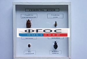 Коллекция "Семейство жуков" - fgospostavki.ru - Тула