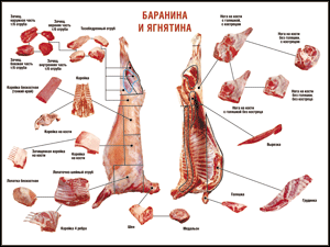 Таблица "Правила разделки мясных туш. Баранина и ягнятина" (100х140 сантиметров, винил) - fgospostavki.ru - Тула