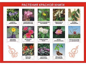 Таблица демонстрационная "Растения Красной книги" (винил 70*100) - fgospostavki.ru - Тула