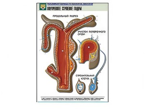 Рельефная таблица "Внутреннее строение гидры" - fgospostavki.ru - Тула