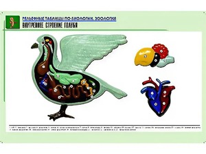 Рельефная таблица "Внутреннее строение голубя" (формат А1, матовое ламинирование) - fgospostavki.ru - Тула
