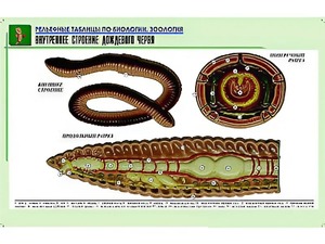 Рельефная таблица "Внутреннее строение дождевого червя" (формат А1, матовое ламинирование) - fgospostavki.ru - Тула