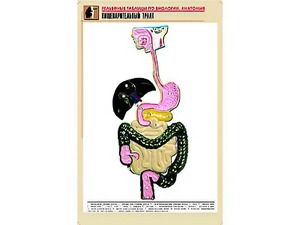 Рельефная таблица "Пищеварительный тракт" (формат А1, матовое ламинирование) - fgospostavki.ru - Тула