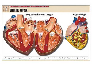 Рельефная таблица "Строение сердца" (формат А1, матовое ламинирование) - fgospostavki.ru - Тула