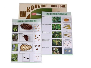 Коллекция "Шишки, плоды, семена деревьев и кустарников" - fgospostavki.ru - Тула