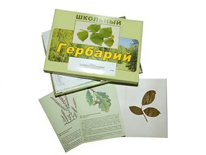 Гербарий "Дикорастущие растения" (30 видов, с иллюстрациями) - fgospostavki.ru - Тула