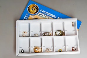 Коллекция "Раковины моллюсков" - fgospostavki.ru - Тула