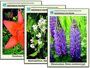 Гербарий фотографический "Основные группы растений" - fgospostavki.ru - Тула
