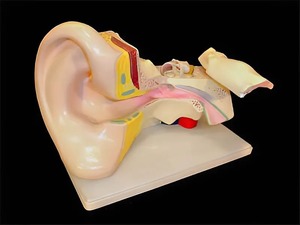 Модель уха - fgospostavki.ru - Тула