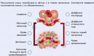 Интерактивные курсы. Биология 9 класс. Расширенный. - fgospostavki.ru - Тула