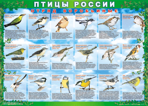 Комплект таблиц "Птицы России (4 листа)" (100х140 сантиметров, винил) - fgospostavki.ru - Тула