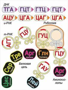 Модель-аппликация Биосинтез белка - fgospostavki.ru - Тула