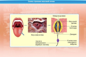Интерактивные курсы. Биология 10 класс. Базовый. - fgospostavki.ru - Тула