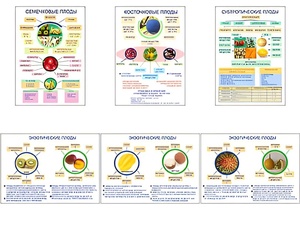 Плакаты ПРОФТЕХ "Плоды" (6 пл, винил, 70х100) - fgospostavki.ru - Тула