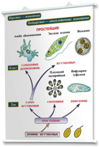 Плакаты по биологии для оформления кабинета. - fgospostavki.ru - Тула