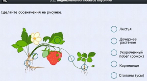 Интерактивные курсы. Биология 7 класс. Расширенный. - fgospostavki.ru - Тула
