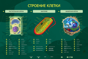 Электрифицированный стенд "Строение клетки" с маркерными полями - fgospostavki.ru - Тула