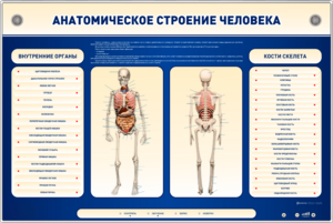 Электрифицированный стенд-тренажер c макетом скелета "Анатомическое строение человека" - fgospostavki.ru - Тула