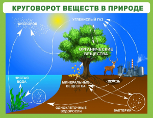 Стенд "Круговорот веществ" - fgospostavki.ru - Тула