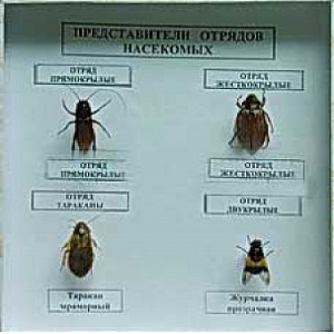 Коллекция энтомологическая "Представители отряда насекомых" - fgospostavki.ru - Тула