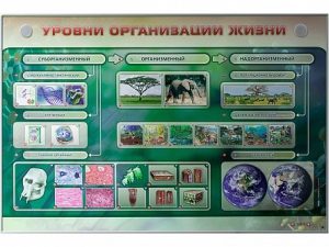 Электрифицированный стенд "Уровни организации жизни" - fgospostavki.ru - Тула