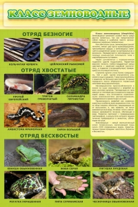 Стенд "Класс земноводные" - fgospostavki.ru - Тула