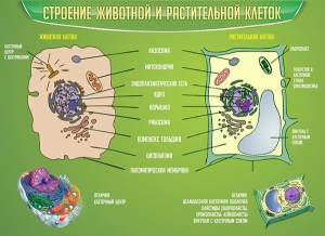 Стенд "Строение животной и растительной клеток" - fgospostavki.ru - Тула