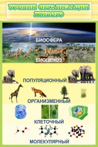 Стенд "Уровни организации живого" - fgospostavki.ru - Тула