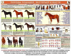Комплект плакатов "Служебное коневодство" - fgospostavki.ru - Тула