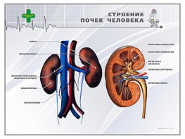 Стенд "Строение почки человека" - fgospostavki.ru - Тула