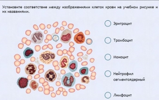 Интерактивные курсы. Биология 11 класс. Расширенный. - fgospostavki.ru - Тула
