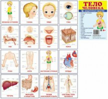 Раздаточные карточки "Тело человека" - fgospostavki.ru - Тула