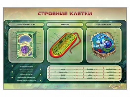 Электрифицированный стенд "Строение клетки" с маркерными полями - fgospostavki.ru - Тула