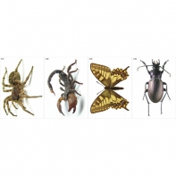 Модель-аппликация Многообразие беспозвоночных - fgospostavki.ru - Тула