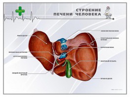 Стенд "Строение печени человека" - fgospostavki.ru - Тула