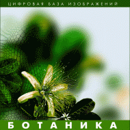 Ботаника. (Цифровая база изображений) - fgospostavki.ru - Тула