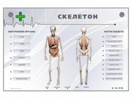 Электрифицированный стенд-тренажер "Скелетон" - fgospostavki.ru - Тула