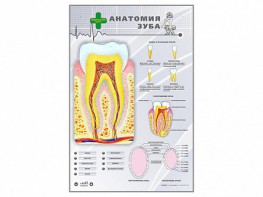 Электрифицированный стенд "Анатомия зуба" - fgospostavki.ru - Тула