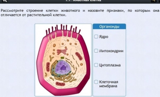 Интерактивные курсы. Биология 8 класс. Базовый - fgospostavki.ru - Тула