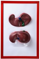 Барельефная модель "Печень" - fgospostavki.ru - Тула