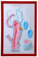 Барельефная модель "Строение гидры" - fgospostavki.ru - Тула