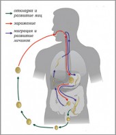 Модель-аппликация Цикл развития аскариды - fgospostavki.ru - Тула
