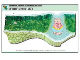 Рельефная таблица "Клеточное строение листа" (формат А1, матовое ламинирование) - fgospostavki.ru - Тула