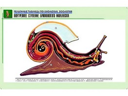 Рельефная таблица "Внутреннее строение брюхоногого моллюска" (формат А1, матовое ламинирование) - fgospostavki.ru - Тула