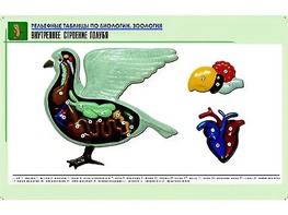Рельефная таблица "Внутреннее строение голубя" (формат А1, матовое ламинирование) - fgospostavki.ru - Тула